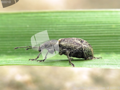 Image of Beetle
