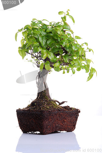 Image of Bonsai tree