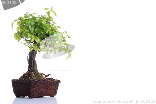 Image of Bonsai tree