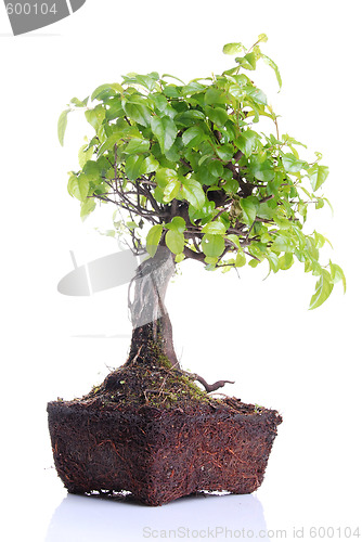 Image of Bonsai tree