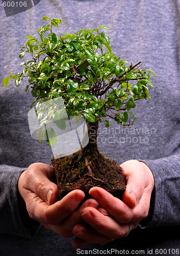 Image of Hands holding a Bonsai tree
