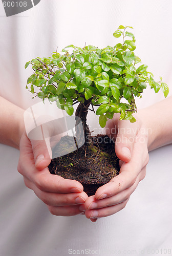 Image of Hands holding a Bonsai tree