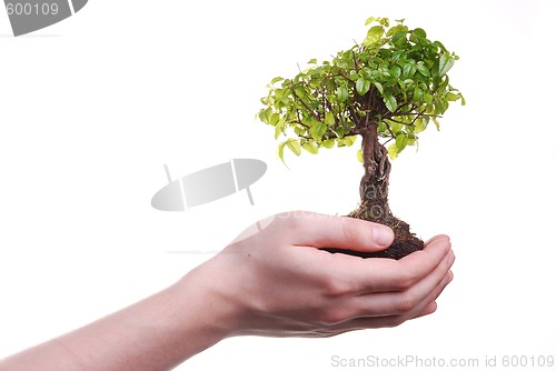 Image of Hand holding a Bonsai tree