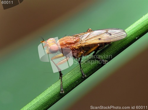 Image of Gold fly