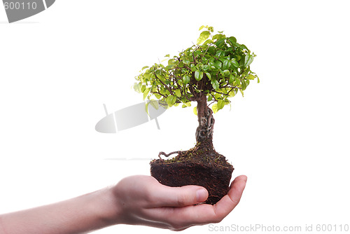 Image of Hands holding a Bonsai tree