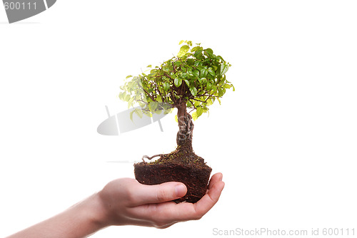 Image of Hand holding a Bonsai tree