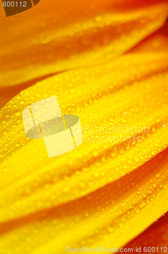 Image of sunflower petals closeup