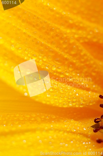Image of sunflower petals closeup