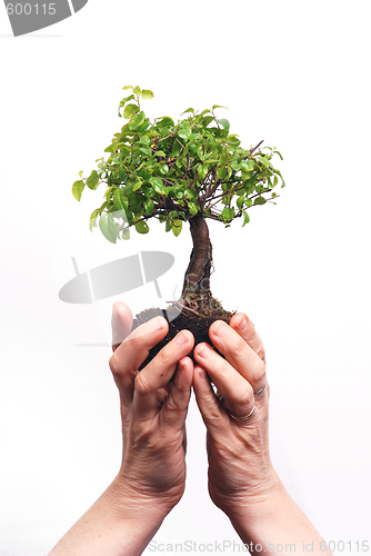 Image of Hands holding a Bonsai tree