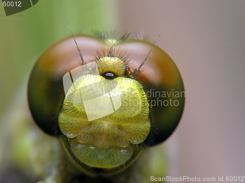 Image of Dragon-fly face