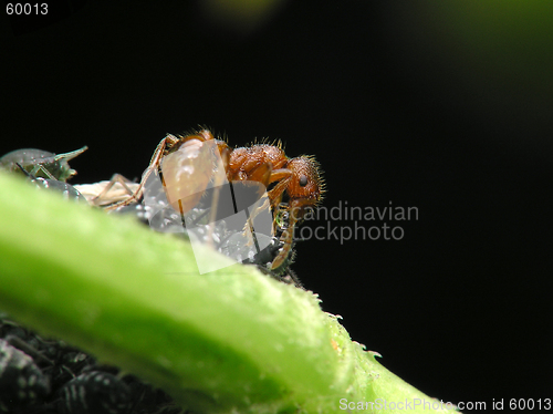 Image of Ant