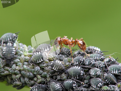 Image of Ant and aphises