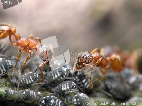 Image of Ants and aphises