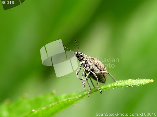 Image of beetle