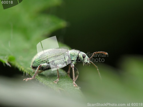 Image of beetle