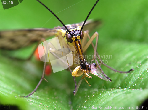 Image of Predatory fly