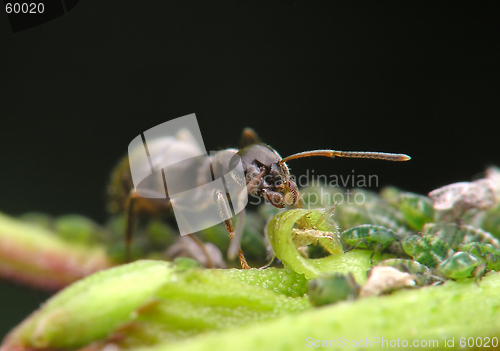 Image of Ant and aphises