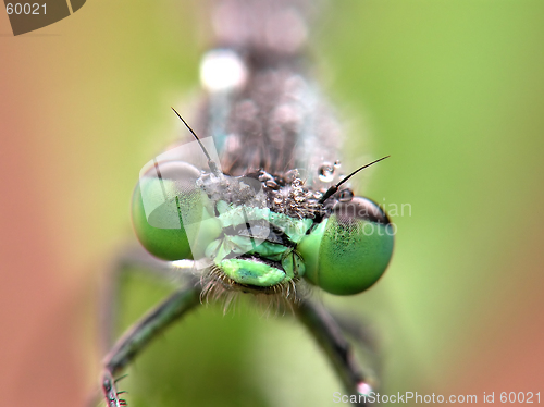 Image of dragon fly