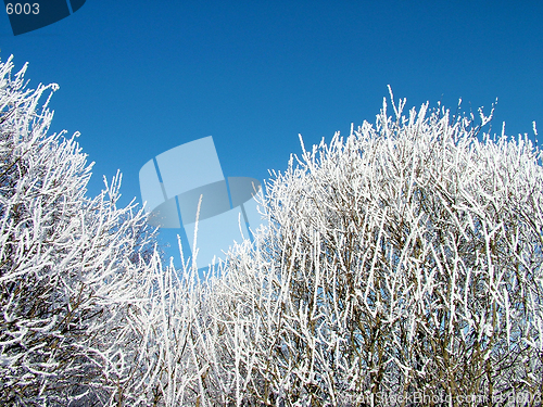 Image of Shrub whit hoarfrost