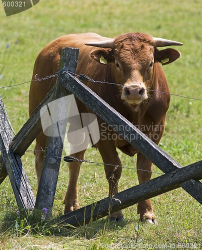 Image of Brown bull