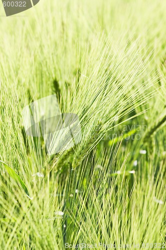 Image of Wheat field