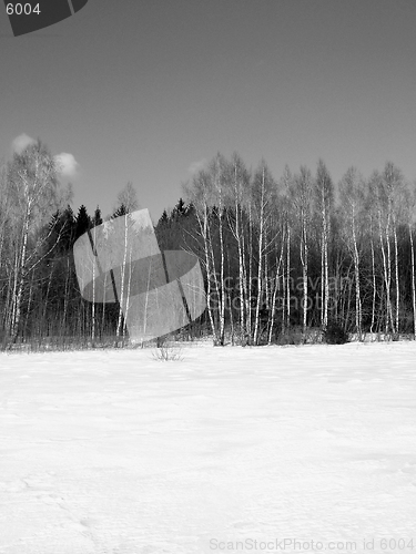 Image of Forest and field in winter