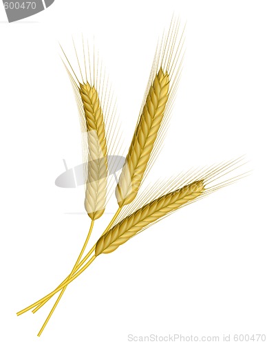 Image of Wheat isolated on white