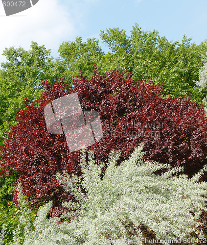Image of Colorful tree leaves background