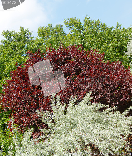 Image of Colorful tree leaves background