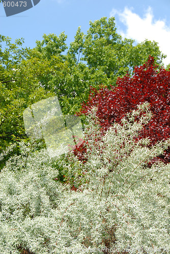 Image of Colorful tree leaves background