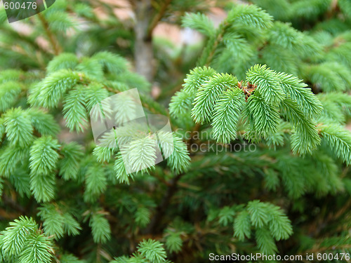 Image of Green fir branch