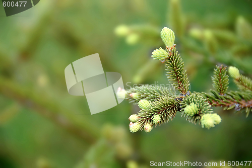 Image of Green fir branch