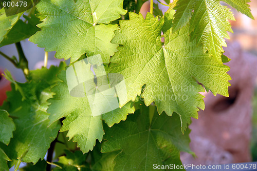 Image of Green vine leaves