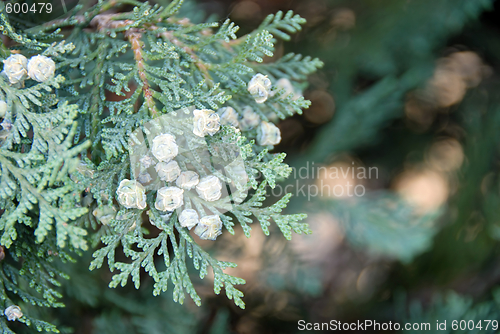 Image of Green thuja branch