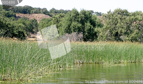 Image of Reed Shore