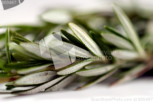 Image of Rosemary