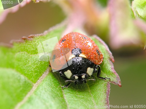 Image of Ladybug