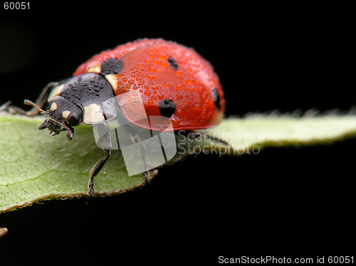 Image of LLadybug and dew