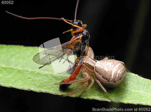 Image of Spider predator