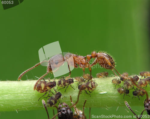 Image of Ant and aphises