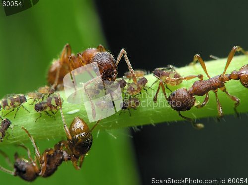 Image of Ants and aphises