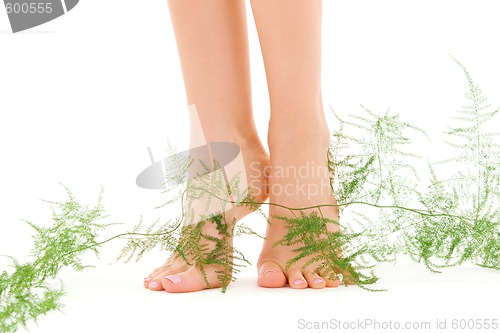 Image of female legs with green plant