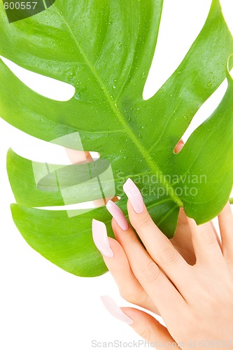 Image of female hands with green leaf