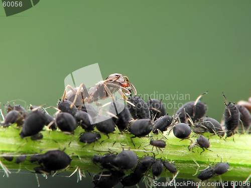 Image of Ant aphises