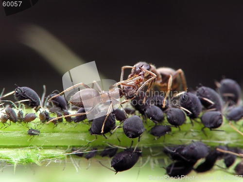 Image of Ants and aphises