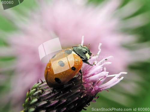 Image of Wet ladybug