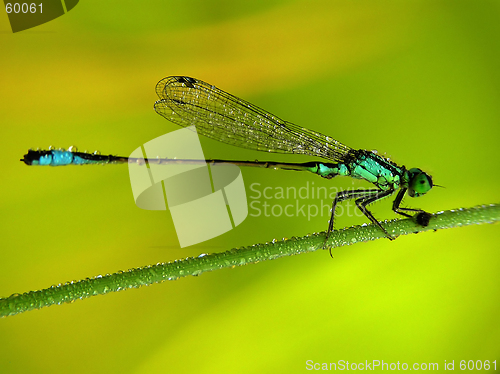 Image of Dragon fly
