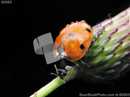 Image of Ladybug dewy