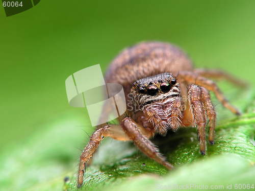 Image of Spider