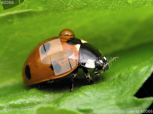 Image of Ladybug
